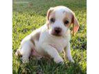 Beagle Puppy for sale in Red Bluff, CA, USA
