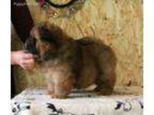 Chow Chow Puppy for sale in Toledo, OH, USA