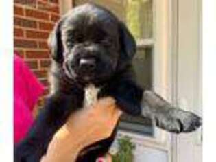 Labrador Retriever Puppy for sale in Hickory, NC, USA