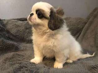 Pekingese Puppy for sale in Brooklyn, NY, USA