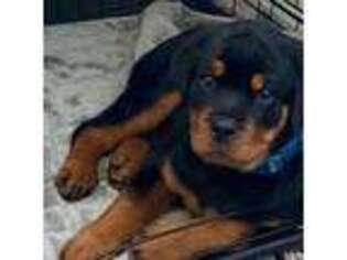 Rottweiler Puppy for sale in Green Cove Springs, FL, USA