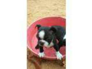 Boston Terrier Puppy for sale in Webster, KY, USA