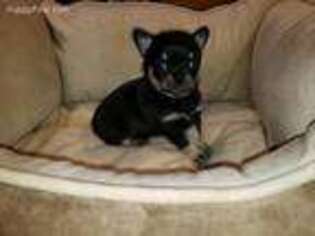 Chihuahua Puppy for sale in Kittanning, PA, USA