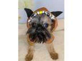 Brussels Griffon Puppy for sale in Unknown, , USA