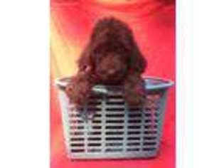 Labradoodle Puppy for sale in Friendsville, MD, USA