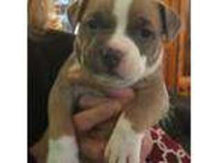 Mutt Puppy for sale in Harrisville, RI, USA