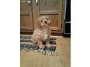 Cavapoo Puppy for sale in Bloomfield, IA, USA