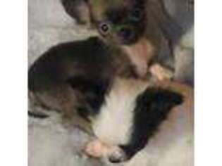 Chihuahua Puppy for sale in Young Harris, GA, USA