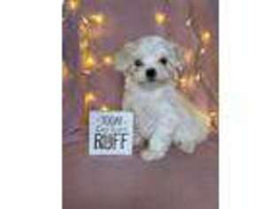 Maltese Puppy for sale in Magnolia, KY, USA