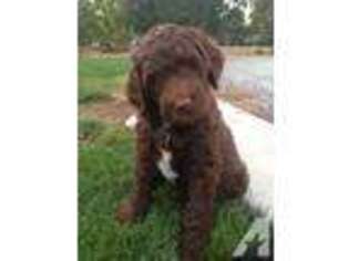 Australian Labradoodle Puppy for sale in MEDFORD, OR, USA