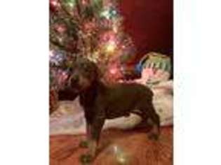 Doberman Pinscher Puppy for sale in Windsor, NY, USA