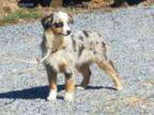 Miniature Australian Shepherd Puppy for sale in Rogersville, TN, USA
