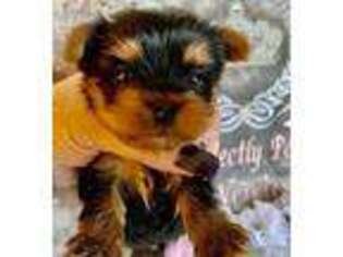 Yorkshire Terrier Puppy for sale in Oscoda, MI, USA