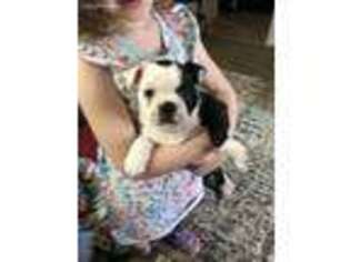Boston Terrier Puppy for sale in Mechanicsville, VA, USA