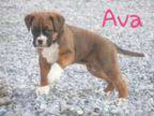 Boxer Puppy for sale in Bethel, PA, USA