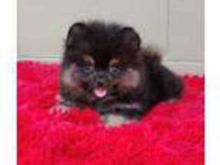 Pomeranian Puppy for sale in San Luis Obispo, CA, USA