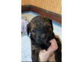 Mutt Puppy for sale in Canton, NY, USA