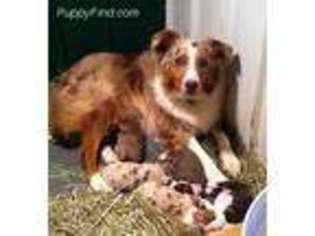 Australian Shepherd Puppy for sale in Norwich, OH, USA