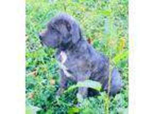 Cane Corso Puppy for sale in Corvallis, OR, USA