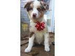 Australian Shepherd Puppy for sale in North Lawrence, OH, USA