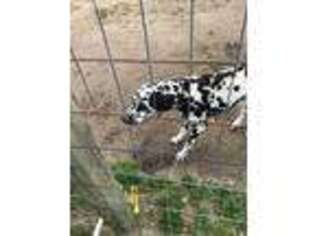 Dalmatian Puppy for sale in Dunn, NC, USA
