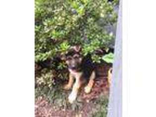 German Shepherd Dog Puppy for sale in Pelham, AL, USA