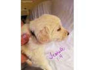 Labradoodle Puppy for sale in Chelsea, OK, USA