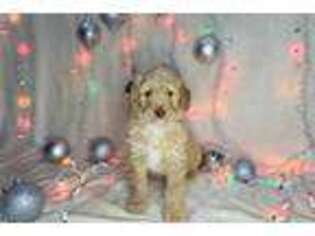 Goldendoodle Puppy for sale in South Bend, IN, USA