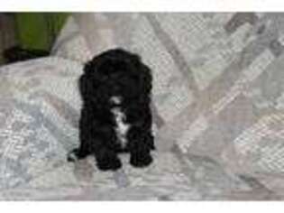 Cavapoo Puppy for sale in Georgetown, OH, USA
