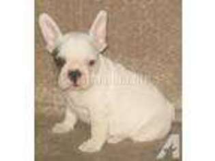 French Bulldog Puppy for sale in EVENSVILLE, TN, USA