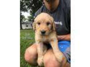 Goldendoodle Puppy for sale in Walnut, MS, USA