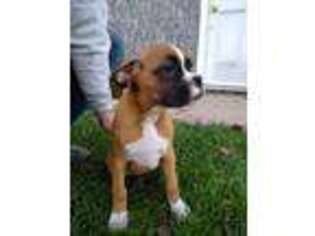 Boxer Puppy for sale in Vandalia, MI, USA