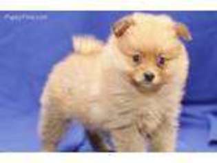 Pomeranian Puppy for sale in Cocoa, FL, USA