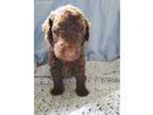Labradoodle Puppy for sale in Winthrop Harbor, IL, USA