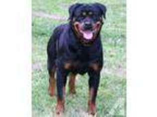 Rottweiler Puppy for sale in Franklinton, NC, USA