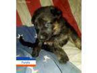 German Shepherd Dog Puppy for sale in Pleasant Prairie, WI, USA