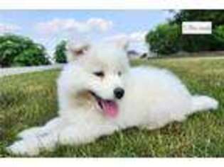 Medium Photo #1 Samoyed Puppy For Sale in Fort Wayne, IN, USA