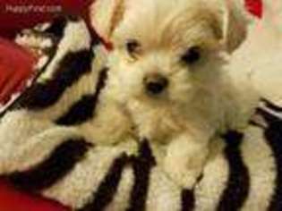 Maltese Puppy for sale in Northbrook, IL, USA