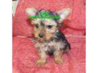 Yorkshire Terrier Puppy for sale in Littlerock, CA, USA