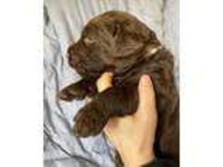 Labradoodle Puppy for sale in Baton Rouge, LA, USA