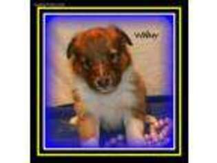 Shetland Sheepdog Puppy for sale in Ainsworth, NE, USA