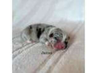 Pembroke Welsh Corgi Puppy for sale in Onalaska, WA, USA