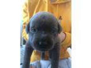 Medium Photo #1 Cane Corso Puppy For Sale in Medford, NY, USA