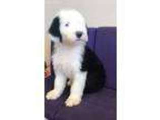 Old English Sheepdog Puppy for sale in Lexington, KY, USA