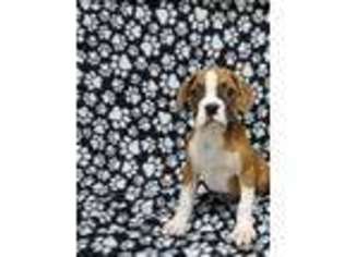 Boxer Puppy for sale in North Collins, NY, USA