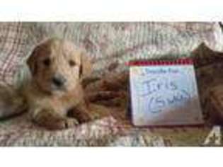 Goldendoodle Puppy for sale in NORTONVILLE, KY, USA