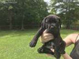 Cane Corso Puppy for sale in Safety Harbor, FL, USA
