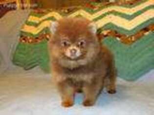 Pomeranian Puppy for sale in Morehead, KY, USA