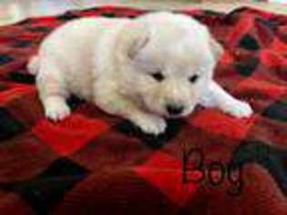 Shiba Inu Puppy for sale in Troy, TX, USA