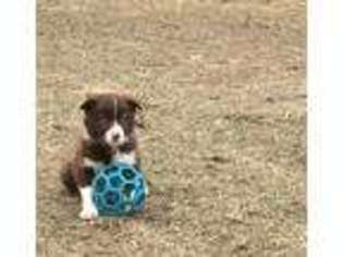 Border Collie Puppy for sale in Broken Bow, NE, USA